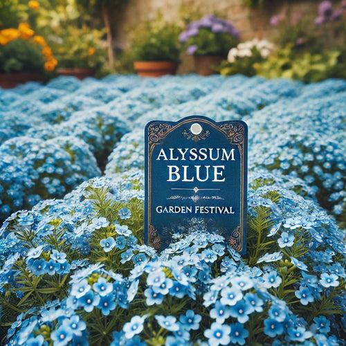 Alyssum Blue (Garden Festival's)