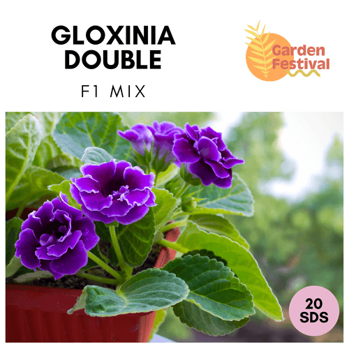 Gloxinia Double Hybrid F1 Mix (Garden Festival)