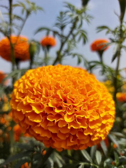 KY-1 ORANGE F1 Hybrid Marigold (KNOWN YOU SEEDS)