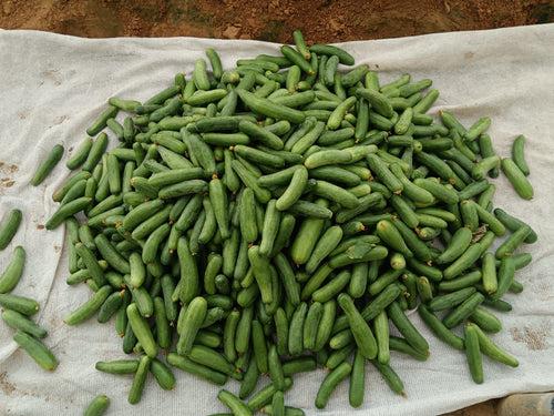 PROBUS F1 Hybrid Polyhouse Cucumber (Nunhems)