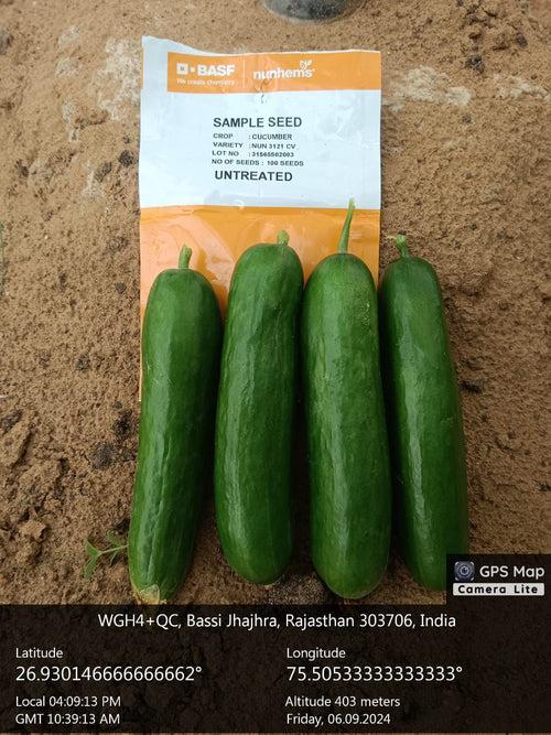 PROBUS F1 Hybrid Polyhouse Cucumber (Nunhems)