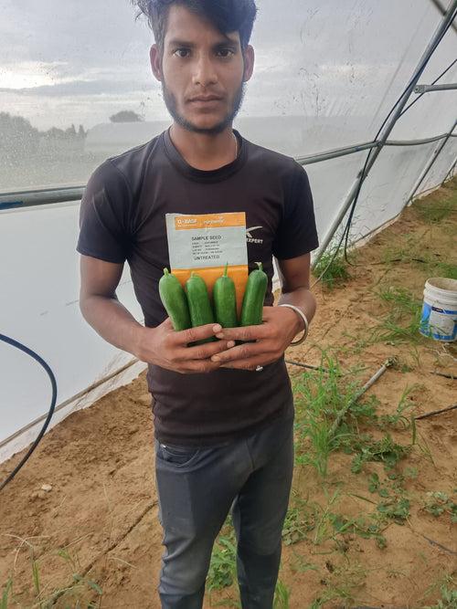 PROBUS F1 Hybrid Polyhouse Cucumber (Nunhems)