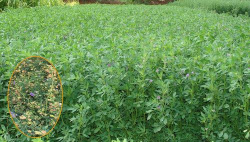 Quality Fodder Alfa-Alfa Rajka Seed (2-3 year crop)