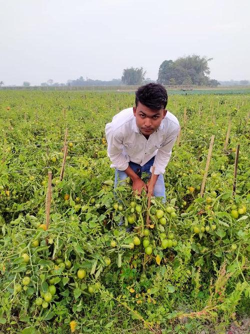 Vijay F1 Hybrid Tomato (United Genetics, USA)