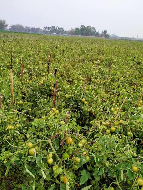 Vijay F1 Hybrid Tomato (United Genetics, USA)