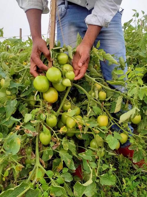 Vijay F1 Hybrid Tomato (United Genetics, USA)