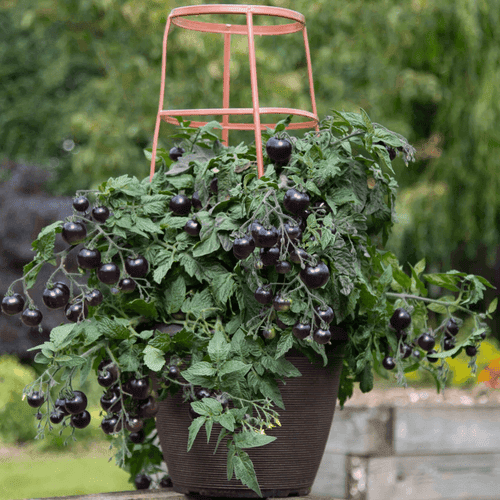 Black F1 Hybrid Determinate Tomato