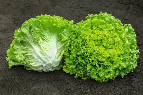 Lettuce - Batavia (Garden Festival's)