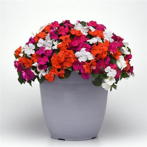 Beacon® Mixture Lindau Impatiens (PanAmerican)