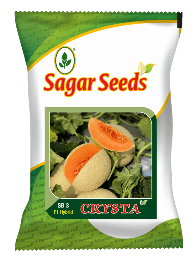 Crysta Hybrid Muskmelon (Sagar Biotech Seeds)