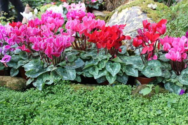 Cyclamen Standard Hybrid F1 Mix (Garden Festival)