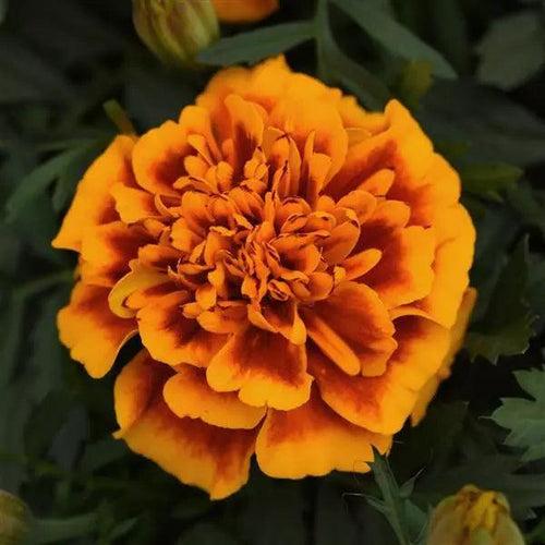 Durango/Bonanza Flame F1 Hybrid French Marigold (PanAmerican)