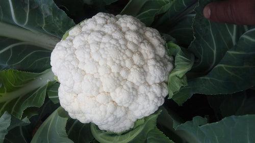 Gauri F1 Hybrid Cauliflower (Tokita Seeds)