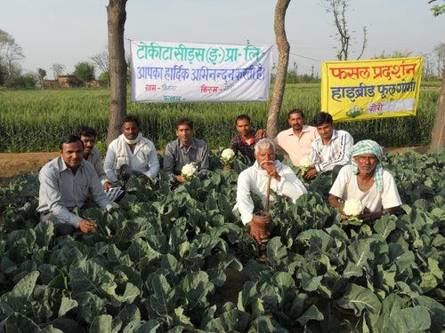 Gauri F1 Hybrid Cauliflower (Tokita Seeds)