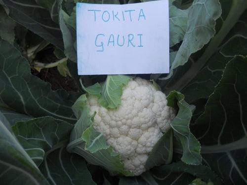 Gauri F1 Hybrid Cauliflower (Tokita Seeds)