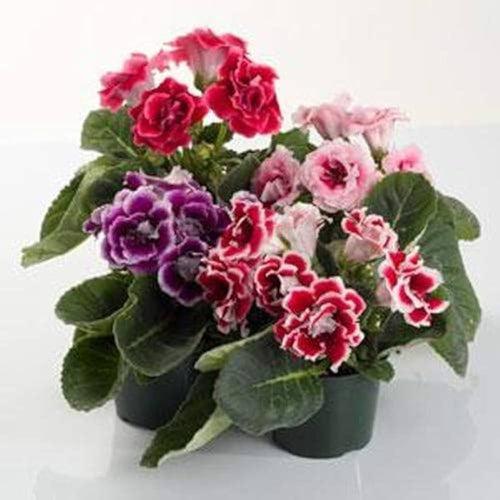 Gloxinia Double Hybrid F1 Mix (Garden Festival)