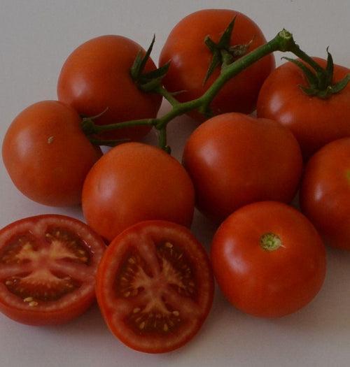 HILLTOM (TIR 1621) F1 Hybrid Tomato (Tropica Seeds)