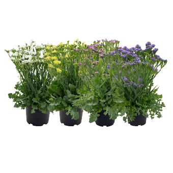 Limonium sinuatum Hipster™ (Benary)