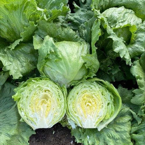 Lettuce - Ice Berg (Garden Festival's)