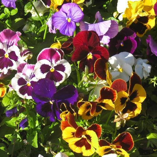 Pansy Swiss Giant Mix