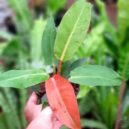 Philodendron Red King