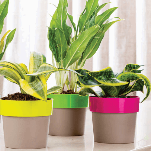 4" Arty Round Plastic Planter (Pack of 3)