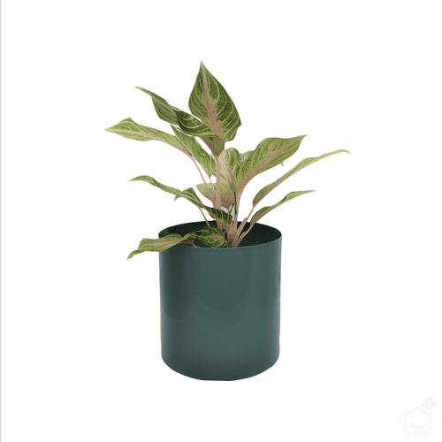 6" Cyan Sombre Planter