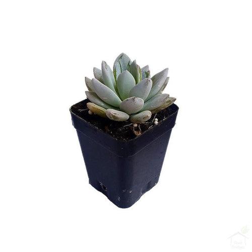 Sedum 'Blue' Succulent