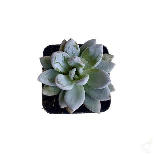 Sedum 'Blue' Succulent