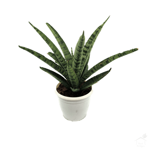 Snake Plant 'Silver Steel'