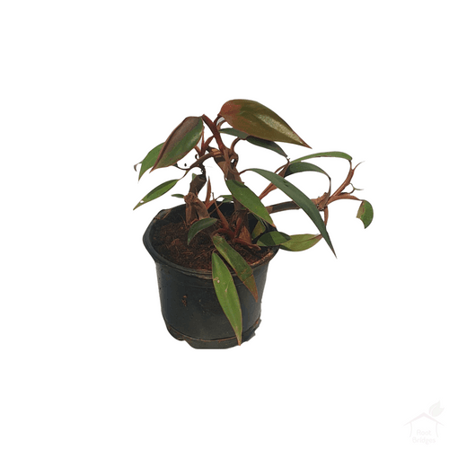 Philodendron Red King