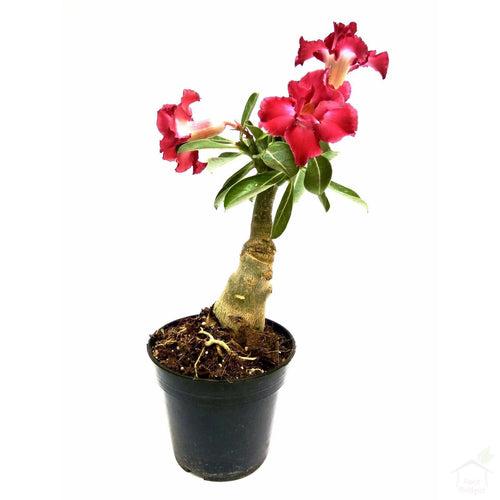 Adenium (Assorted Colours)