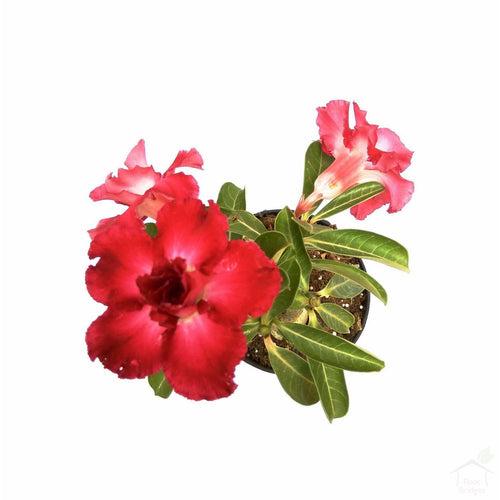 Adenium (Assorted Colours)