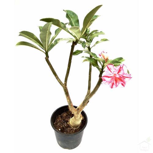 Adenium (Assorted Colours)