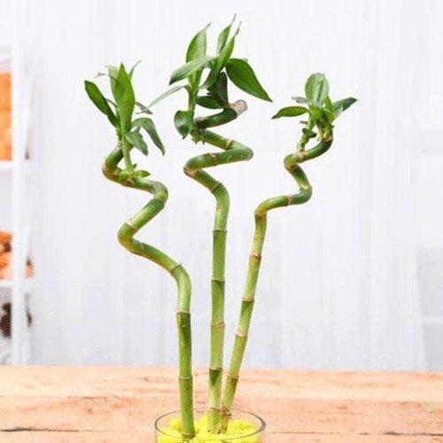 3 ft Spiral Lucky Bamboo Stick