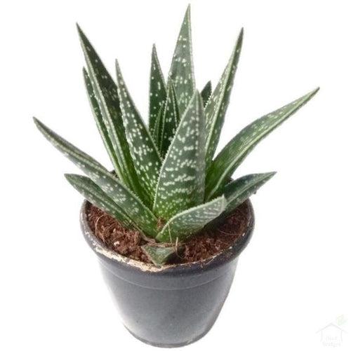 Aloe 'Tiki Tahi' Succulent