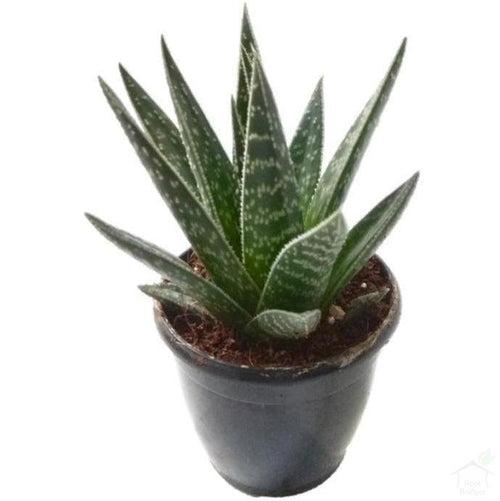 Aloe 'Tiki Tahi' Succulent