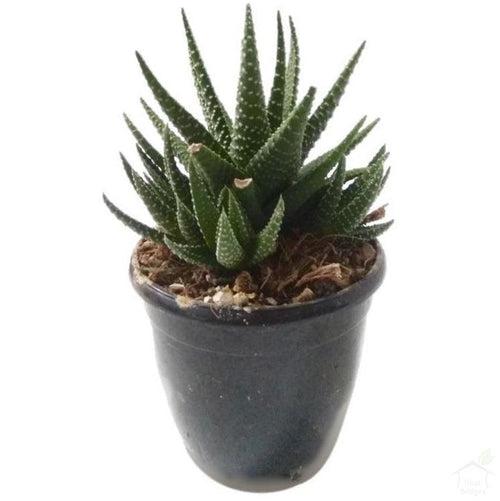 Haworthia Attenuata Succulent