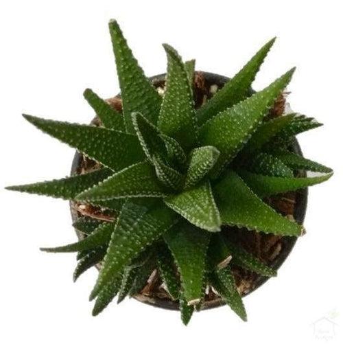 Haworthia Attenuata Succulent