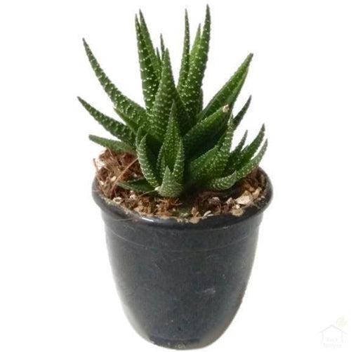 Haworthia Attenuata Succulent