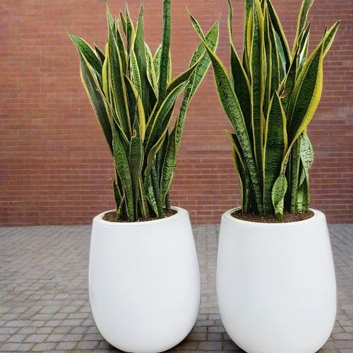 Plant pot for indoor plants- a perfect and stylish planter.