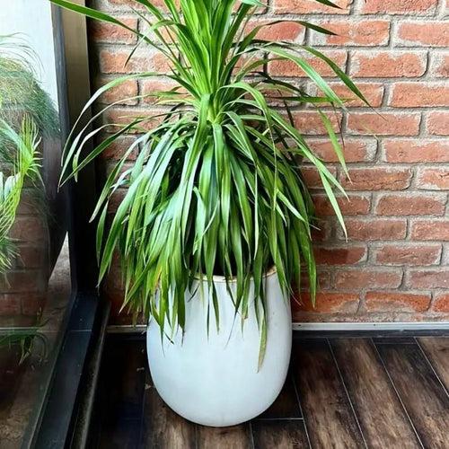 Plant pot for indoor plants- a perfect and stylish planter.