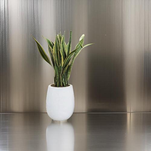 Plant pot for indoor plants- a perfect and stylish planter.