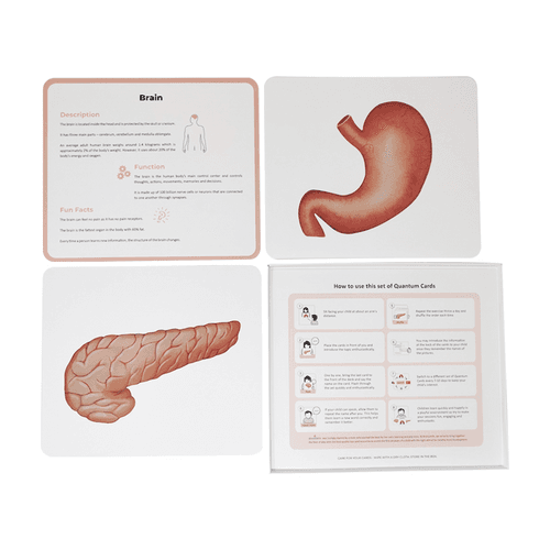 Organs of the Human Body