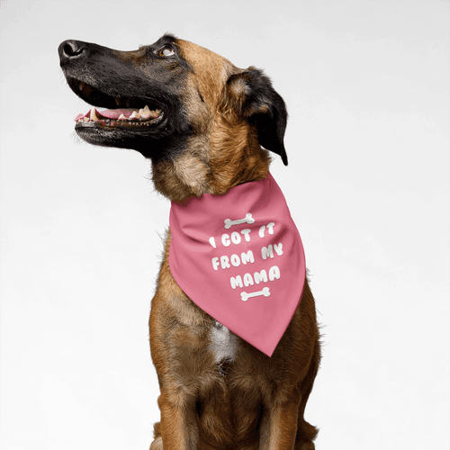 PawsIndia Pet Bandana - I Got It From My Mama