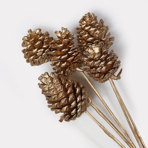 Dried Pine Stems - Set of 5