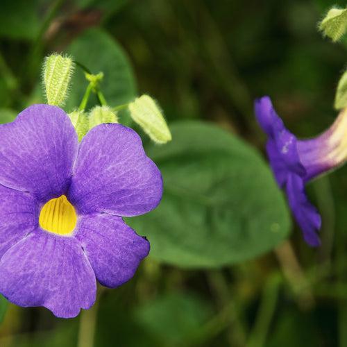 Achimenes Blue Bulbs