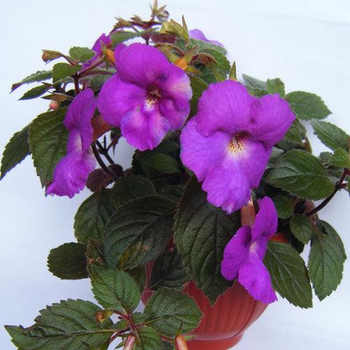 Achimenes Purple Bulbs