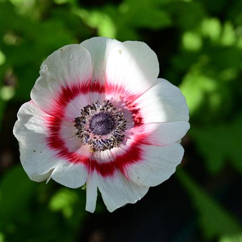 Anemone Bicolour Bulbs