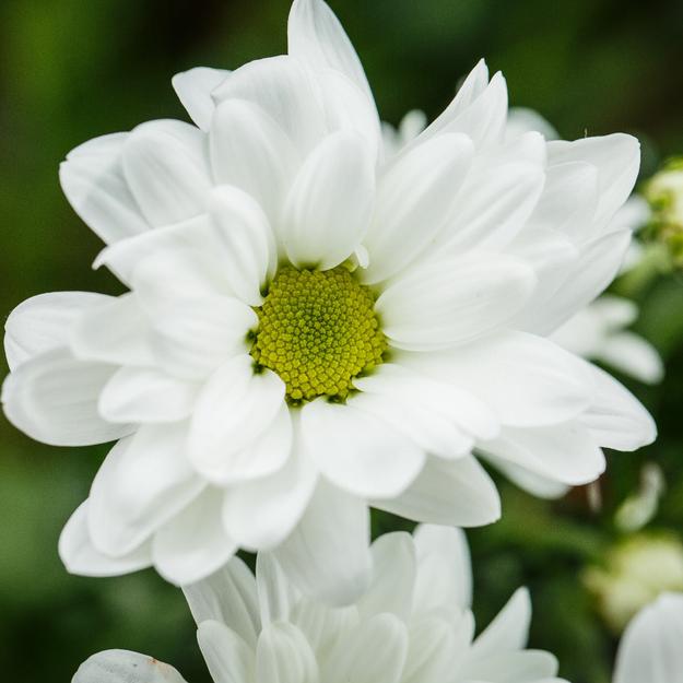 Anemone Mount Everest Bulbs